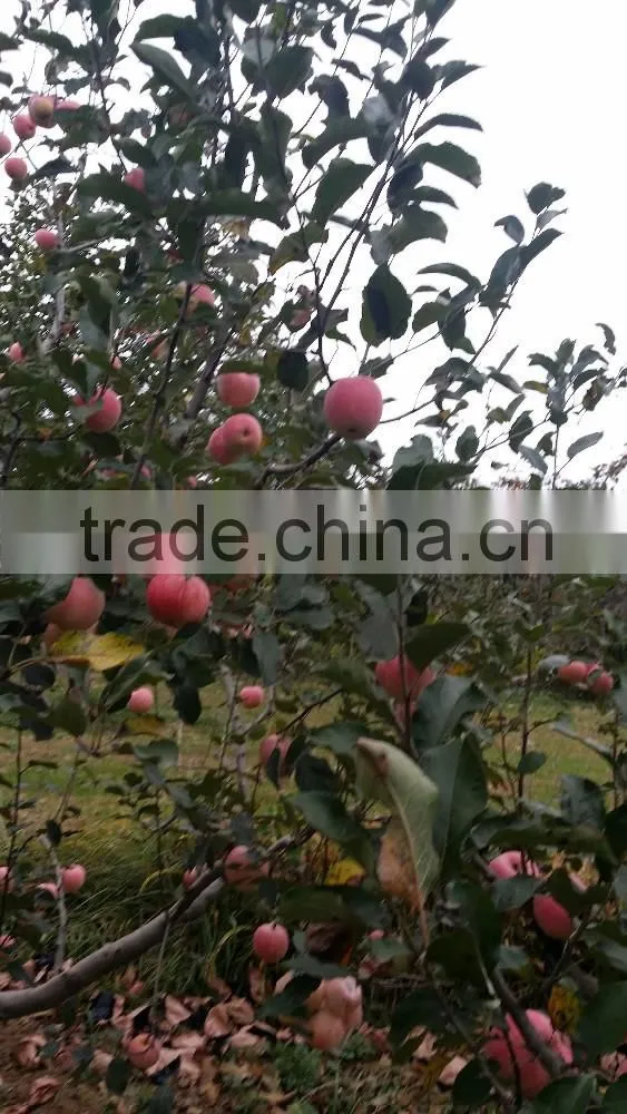 Yantai QIXIA Fuji Red apple