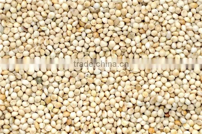 2016 crop glutinous yellow millet sticky millet for rice cake
