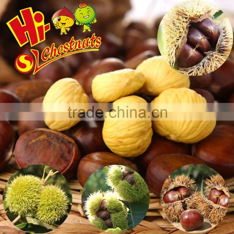 tianjin chestnut