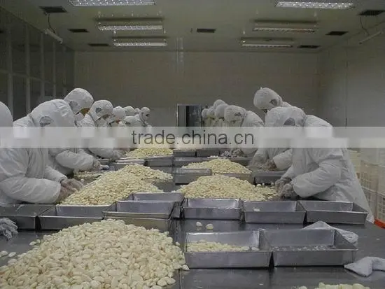 Jinxiang peeled garlic China cheap peeled garlic for sale new crop garlic