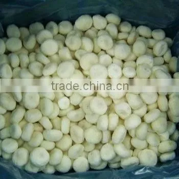 IQF water chesnut slice
