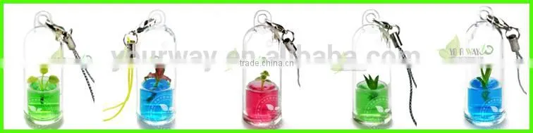 Pet Tree,Mini Plant, Pet Plant