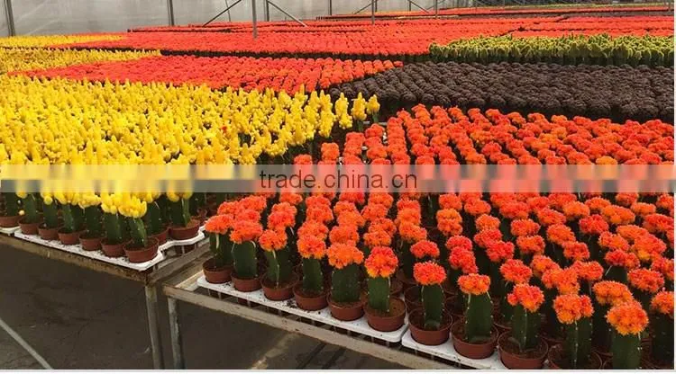 cactus plant bonsai for bedroom decor good for sleep