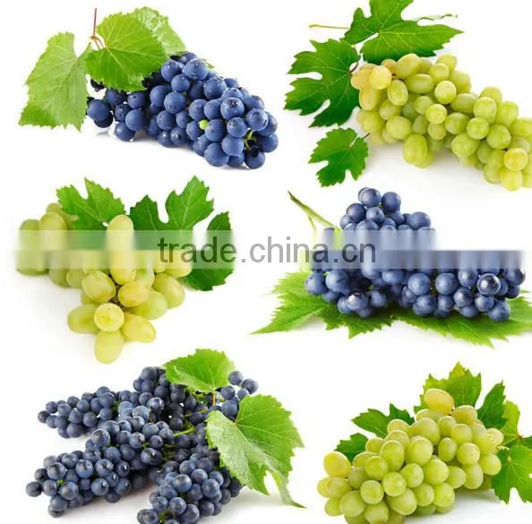 GMP Factory OEM Food Grade Grape Seed Oil Softgel Capsules