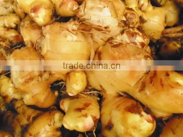 Supply FRESH GINGER (Call: +841687264621 or Skype: anda.ty)