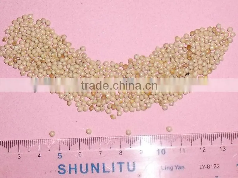 high quality white broomcorn millet (glutinous broom corn/proso millet)