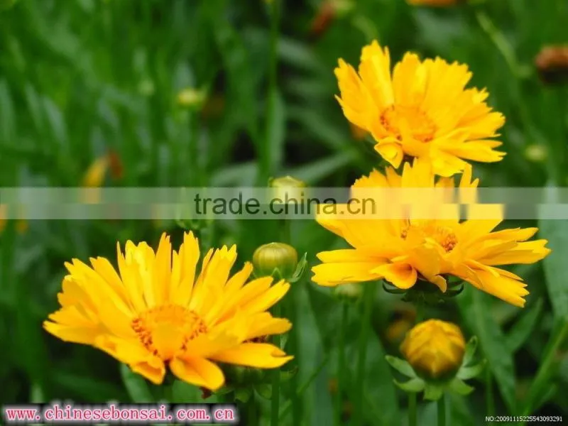 Fresh cut flower Gerbera