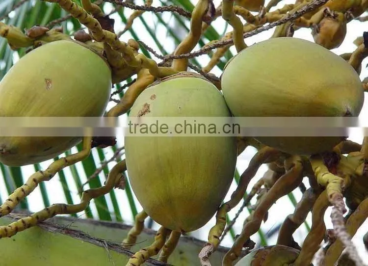 Coconut seedling