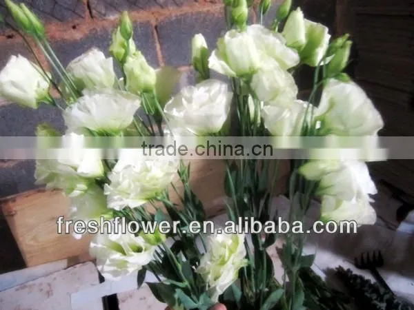 eustoma