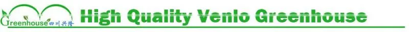 High Quality Venlo Greenhouse
