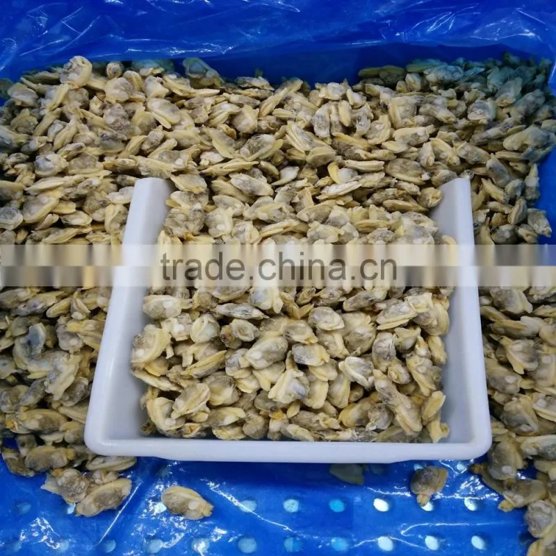 BOILED AND READY TO EAT SHORT NECKED CLAM