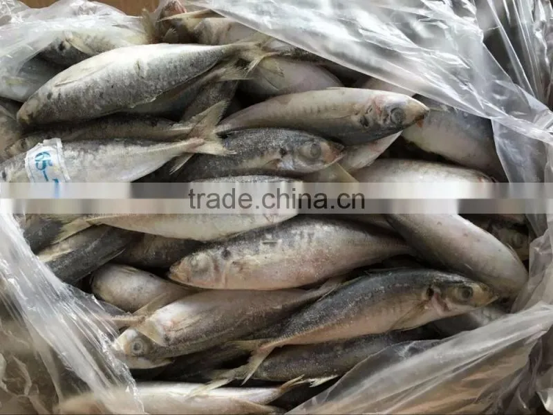 frozen mackerel horse mackerel fish