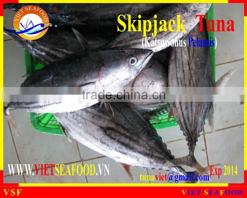 FROZEN SKIPJACK TUNA WHOLE ROUND