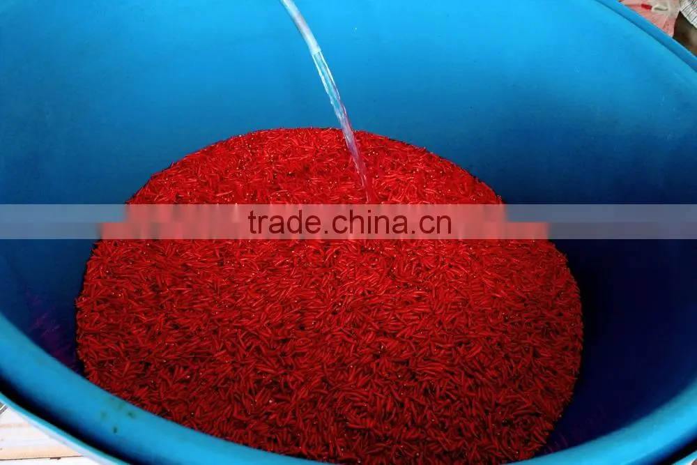 Frozen Hot Red Chili Pepper from Vietnam