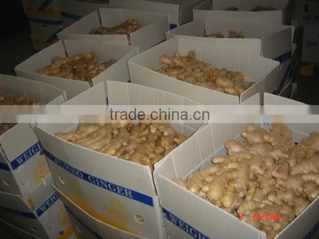 150g & up fresh ginger