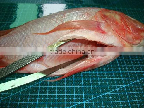 frozen red tilapia fish