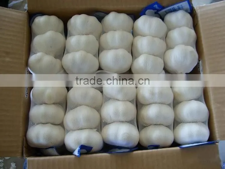 China Red Garlic Price Store Garlic