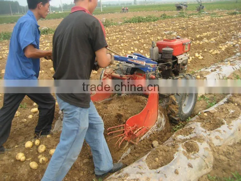 High efficiency small potato harvester