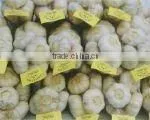 good quality fresh normal white garlic