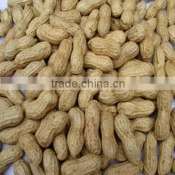 Red peanut kernel new season