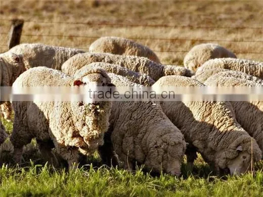 cotton wool rolls making machine/sheep wool combing machine