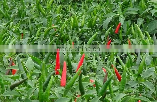 FRESH/DRIED CHILI 2016 CROP (trangnt@kego.com.vn