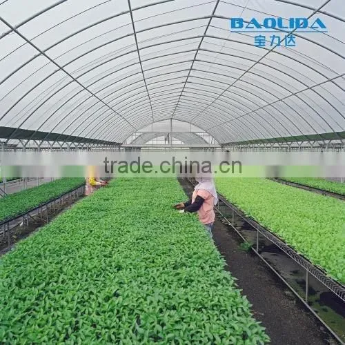Multi span polythene film covered greenhouse for vegetables