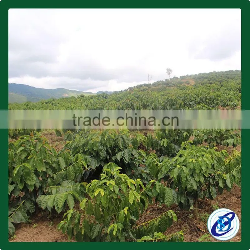 Arabica Green Coffee Beans,Best Price coffee beans