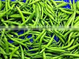 FRESH GREEN CHILLI WITH BEST PRICE ASND GOOD QUALITY