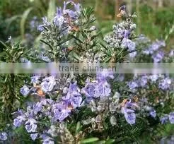 Rosemary oil (Fresh & Pure)