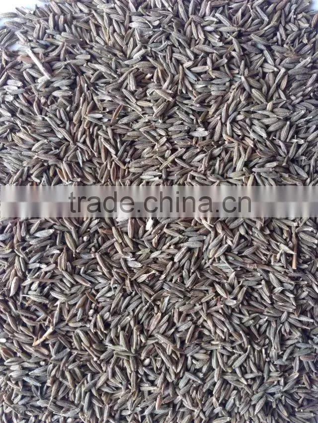 Fennel seed with good quality from CHINA for sale