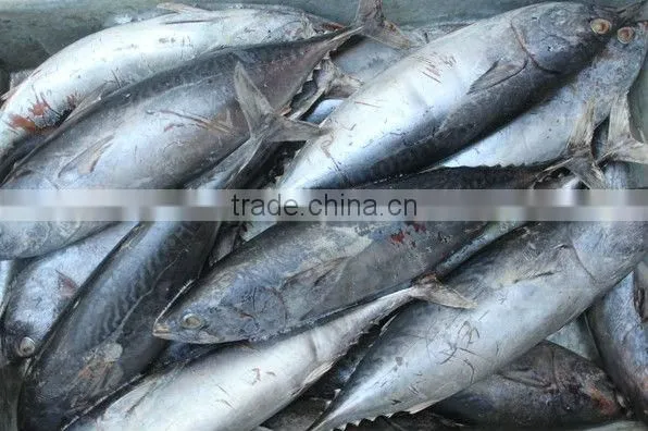 Frozen Bonito Fish