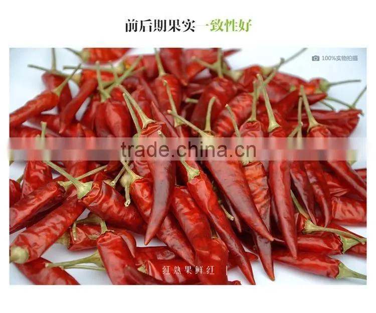 Hot sale hybrid yellow chili pepper seeds-Xin Shu