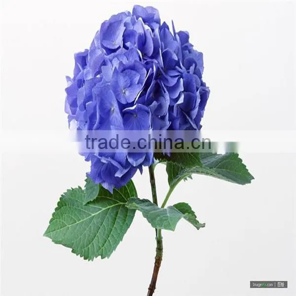 high grade hydrangea flower export from the biggest flower trading center in China