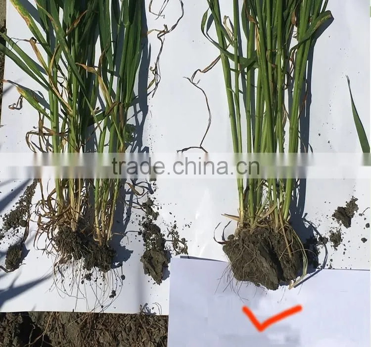 organic fertilizer from seaweed