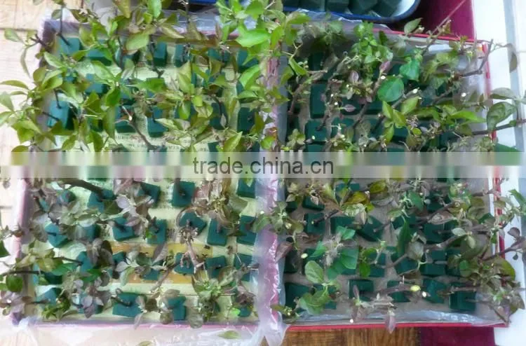agricultural cultivation phenolic resin hydroponic foam