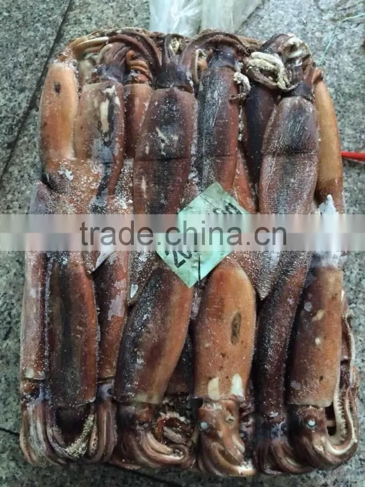 Whole round frozen squid argentina illex squid jigger catch wholesale
