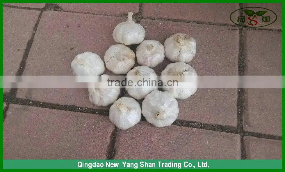 (HOT) GARLIC/FRESH GARLIC Size: 5.5 CM or more