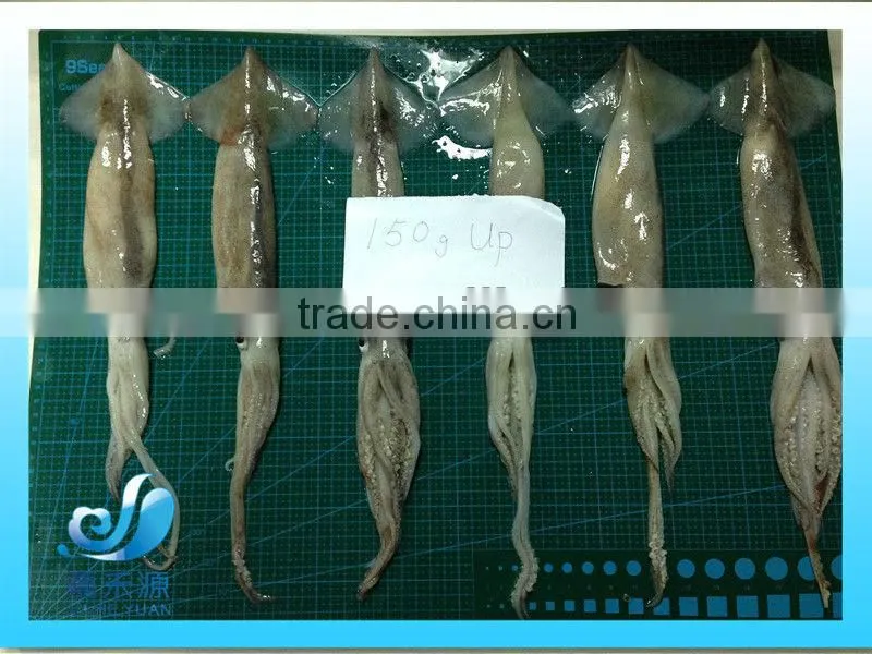 Frozen whole Illex Squid