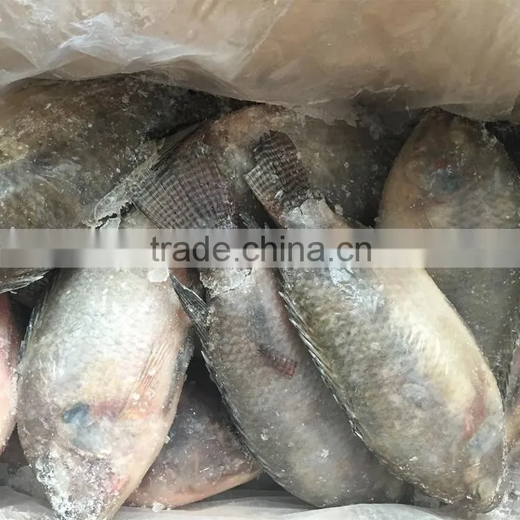 Frozen Tilapia Fish Factory, Black Tilapia Whole Round 100-200g, 200-300g,300-500g,500-800g