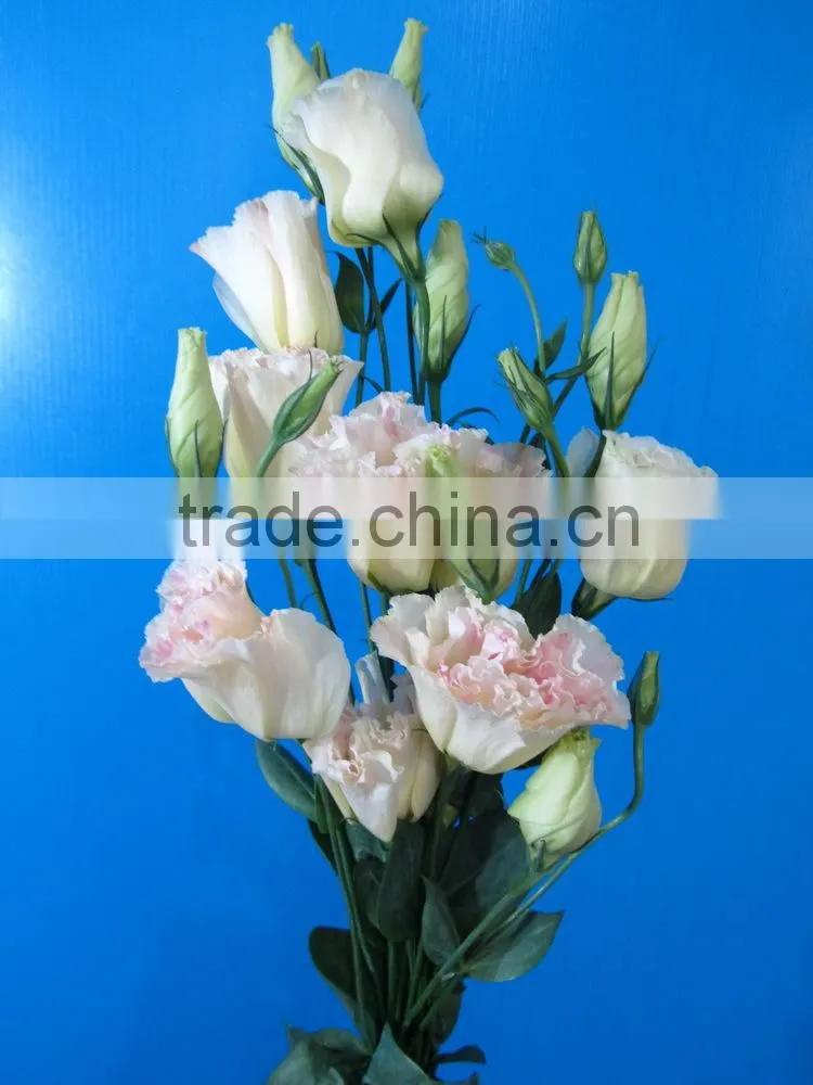 Fresh top sell wholesale fresh lisianthus flower