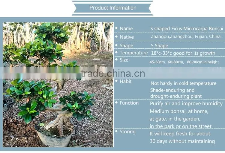 indoor&outdoor big ficus S shape