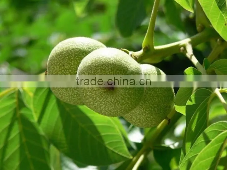 Food Oil Factory Supply Oil Capsules Walnut Oil Softgel Capsules