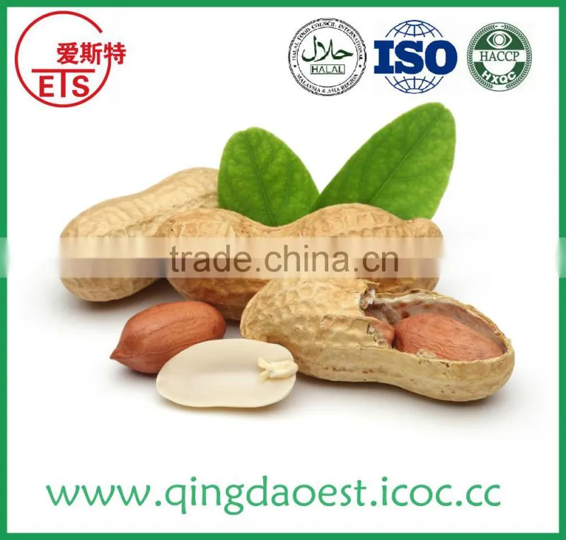 Blanched peanut kernel 29/33 cheap factory price with good quality