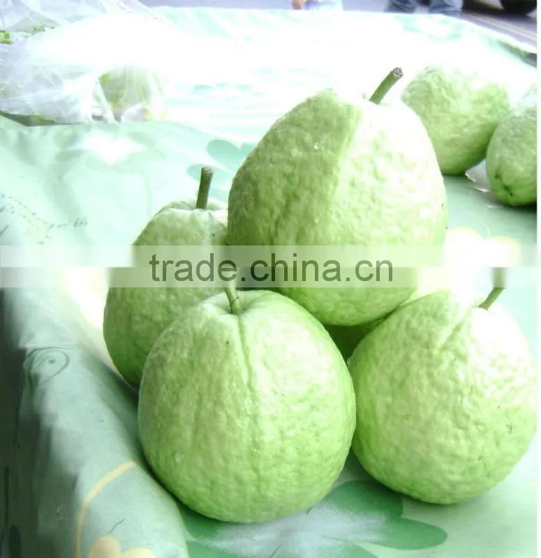 guava leaf extract
