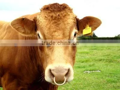 best price bull OX nose rings Veterinary Products