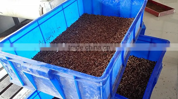 Microwave Dried Mealworms for Reptiles ;China Products Dried Mealworms