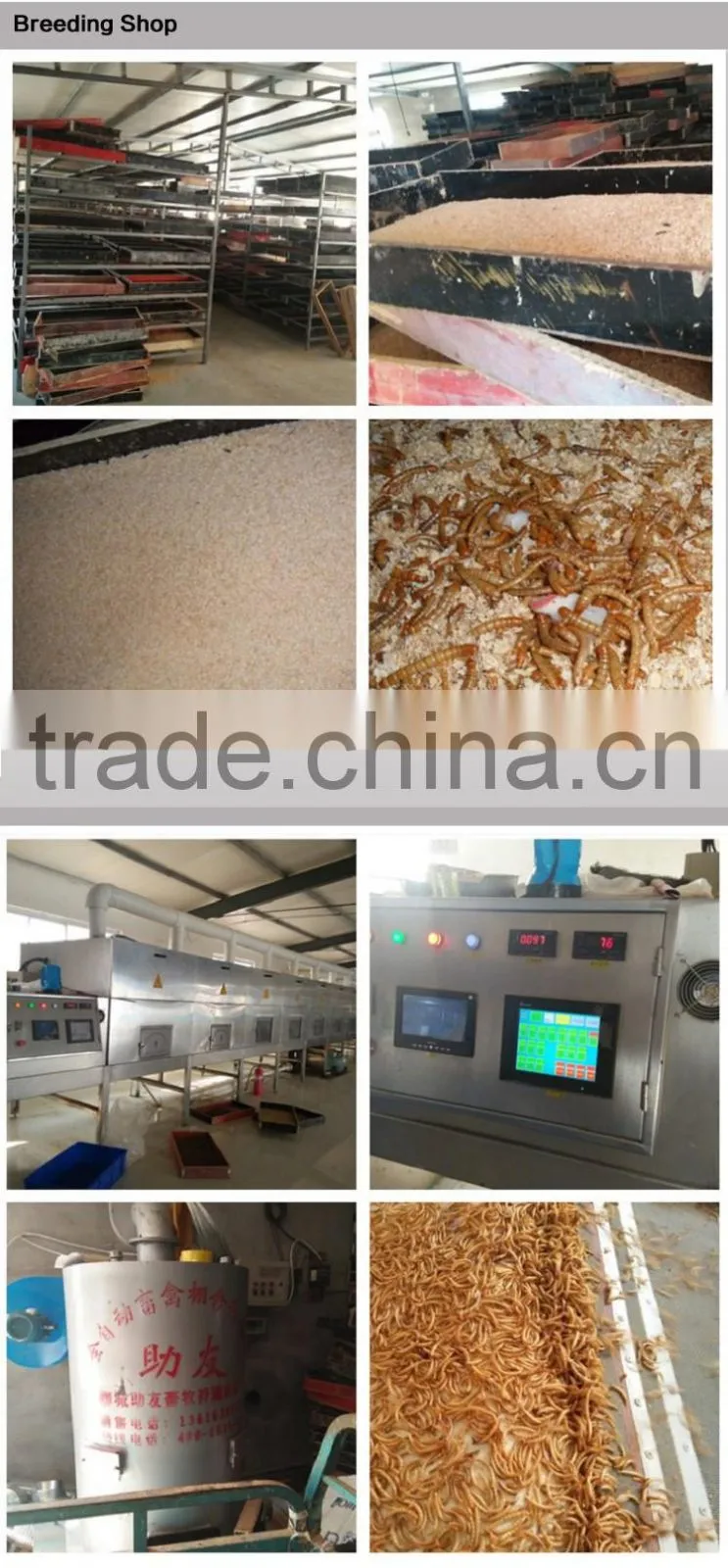 Dried Yellow Mealworm,Birds Food & aquarium fish food