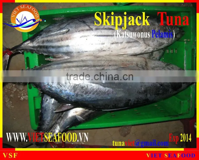 FROZEN SKIPJACK TUNA WHOLE ROUND