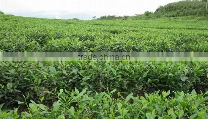 China loose leaf white tea , chinese precious white tea,white silver needle